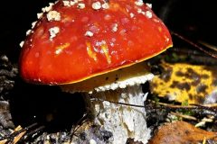 IMG_5092-scaled